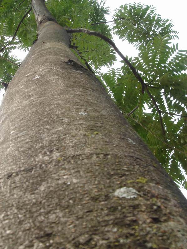 t㴻toona)ذҎ(gu)ĵԔB