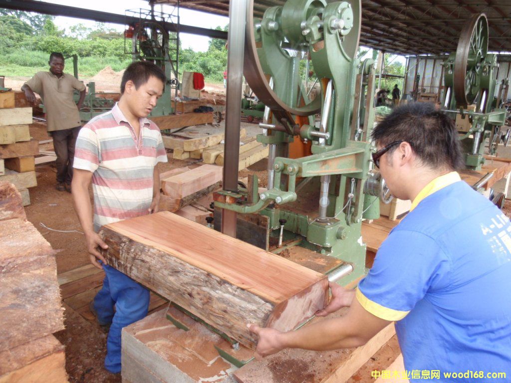 圓盤豆的詳細(xì)介紹