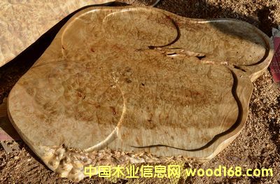 黃金樟茶盤的詳細(xì)介紹