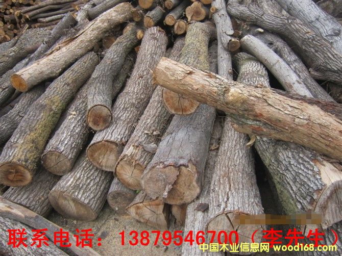 青岡木的詳細介紹