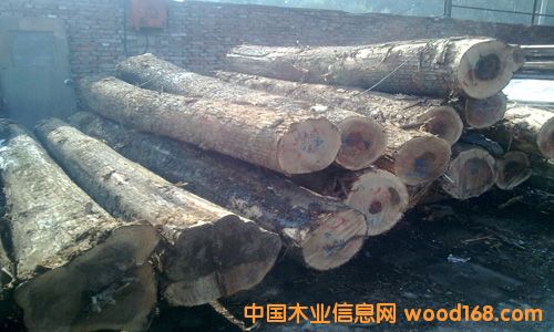 榆木的詳細介紹