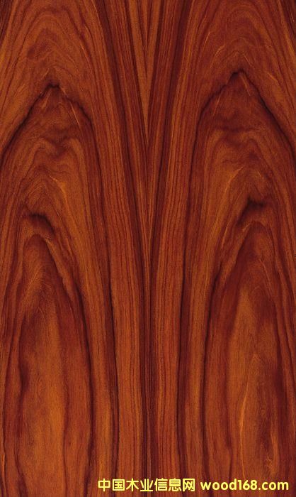 酸枝的詳細(xì)介紹