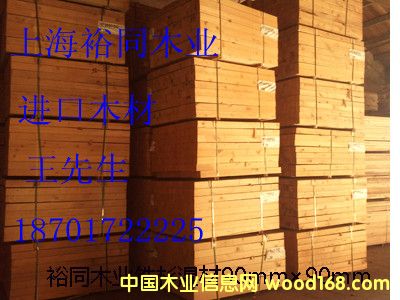 鐵杉的詳細(xì)介紹