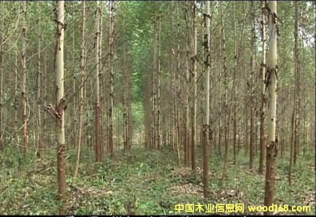 ?j)?yu)|(zh)(sh)ԭľԔ(x)B