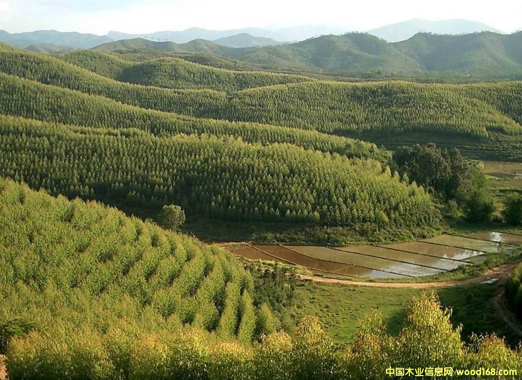 ?j)?yu)|(zh)(sh)ԭľԔ(x)B