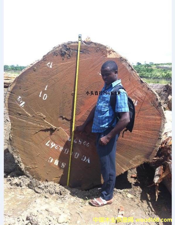 巴花的詳細(xì)介紹