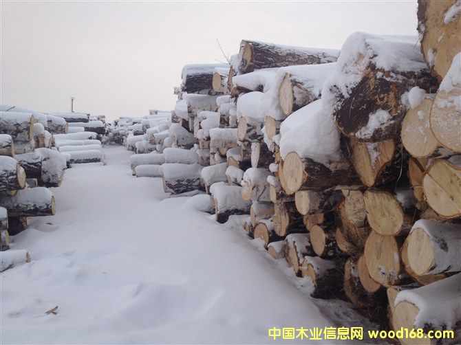 俄羅斯樺木板材