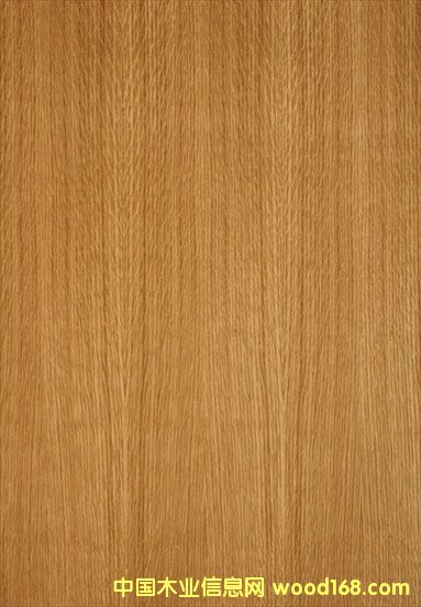 紅橡的詳細(xì)介紹