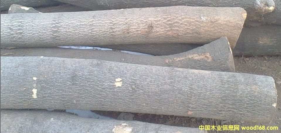 椿木的詳細(xì)介紹