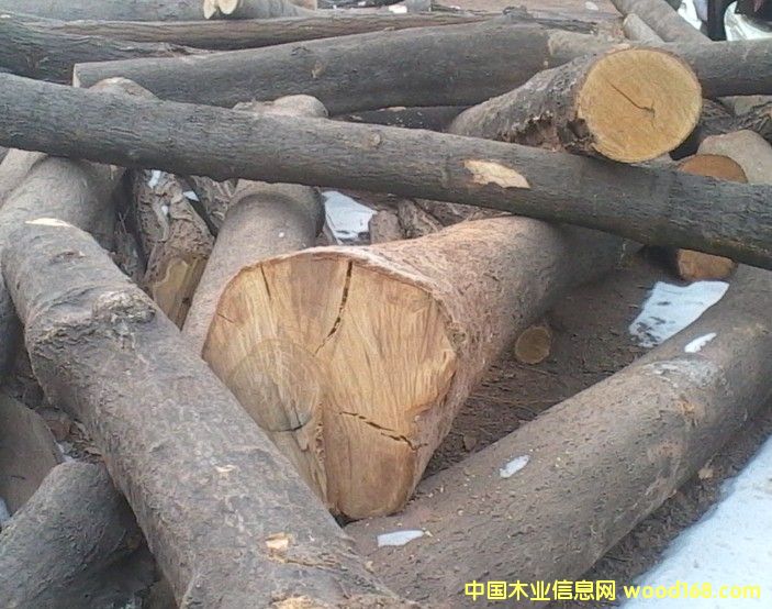 椿樹的詳細(xì)介紹