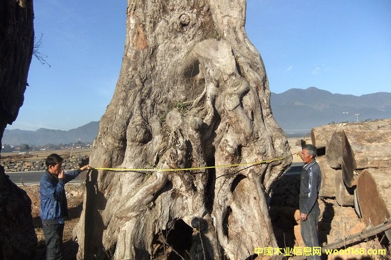 楠木的詳細(xì)介紹