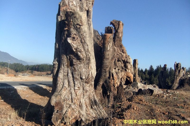 楠木的詳細(xì)介紹