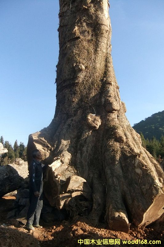 楠木的詳細(xì)介紹