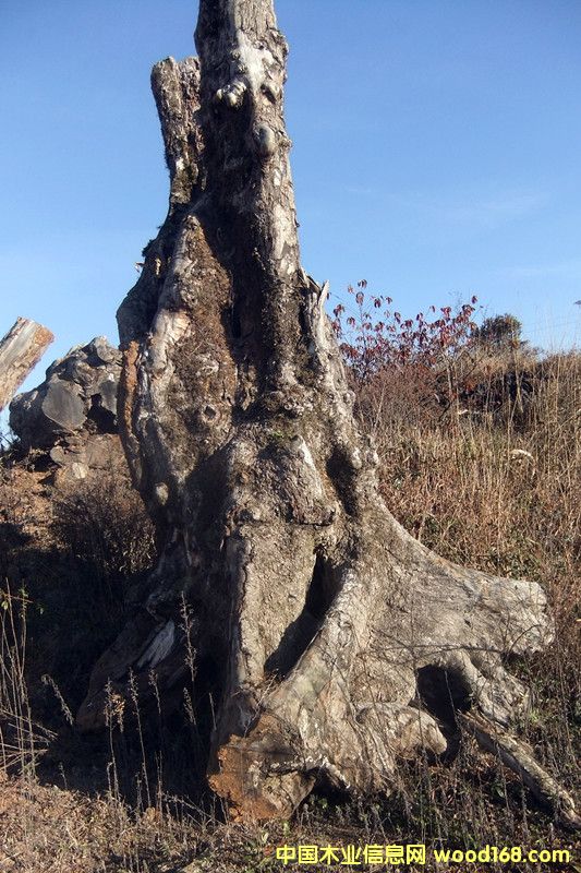 楠木的詳細(xì)介紹