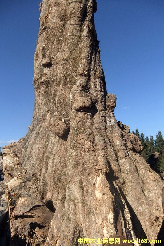 楠木的詳細(xì)介紹