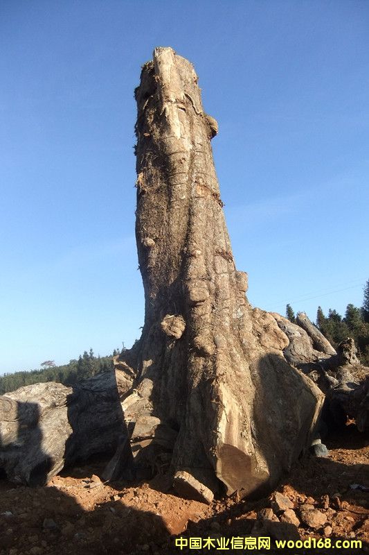 楠木的詳細(xì)介紹