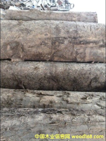 黃心楠的詳細(xì)介紹