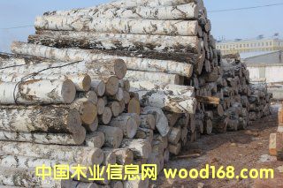 樺木的詳細(xì)介紹