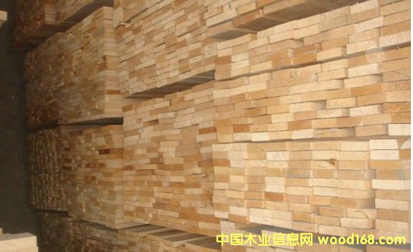 樟子松的詳細(xì)介紹