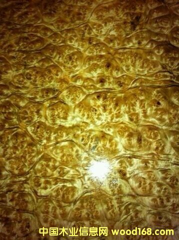 黃金樟的詳細(xì)介紹