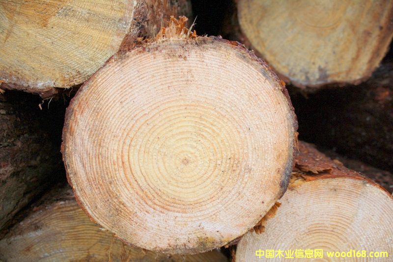 云杉的詳細(xì)介紹