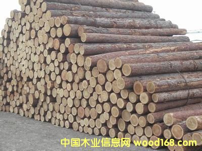 落葉松的詳細(xì)介紹