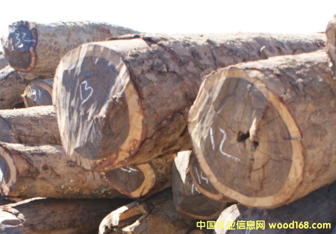 非洲血檀的詳細(xì)介紹