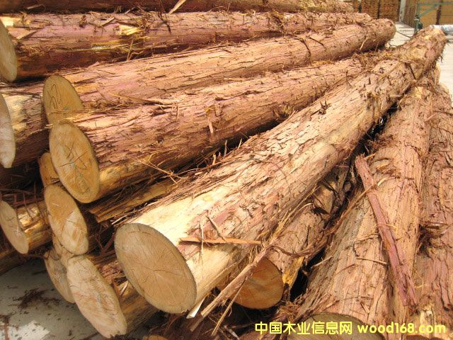 日本檜木的詳細(xì)介紹