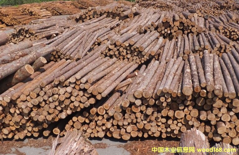 檜木的詳細(xì)介紹