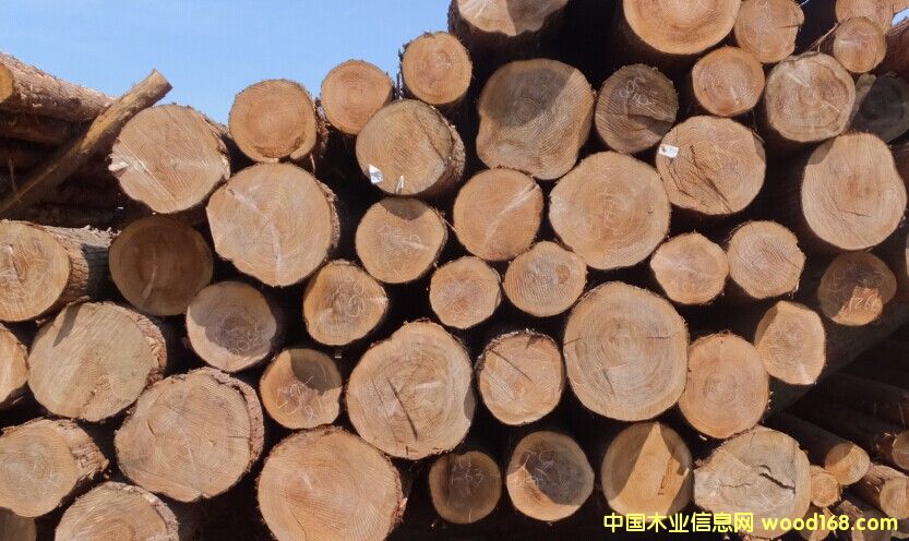 檜木的詳細(xì)介紹