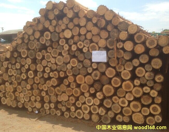 檜木的詳細(xì)介紹