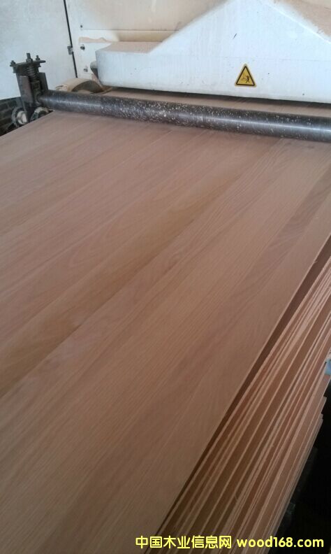 紅橡的詳細(xì)介紹