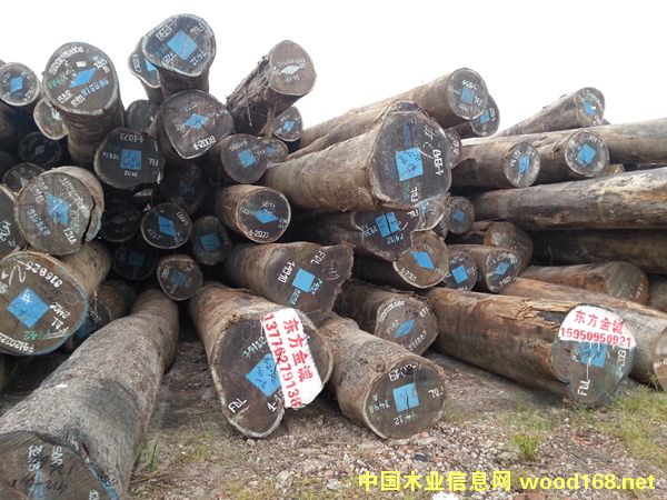 雞翅木的詳細介紹