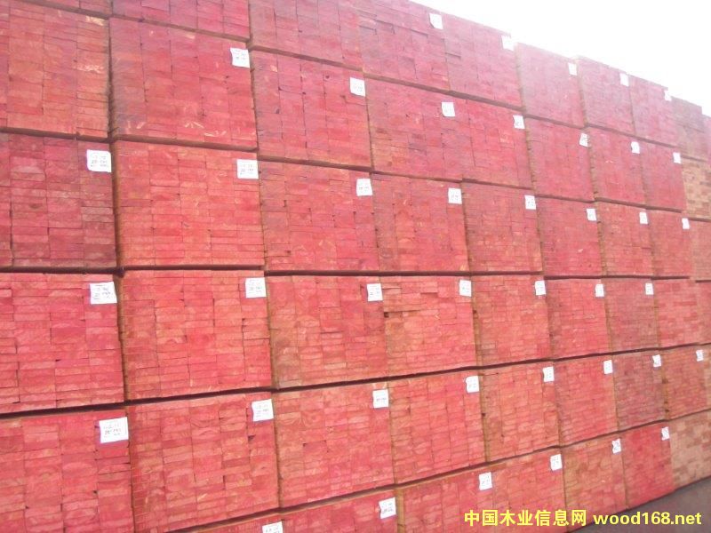 鐵杉的詳細(xì)介紹