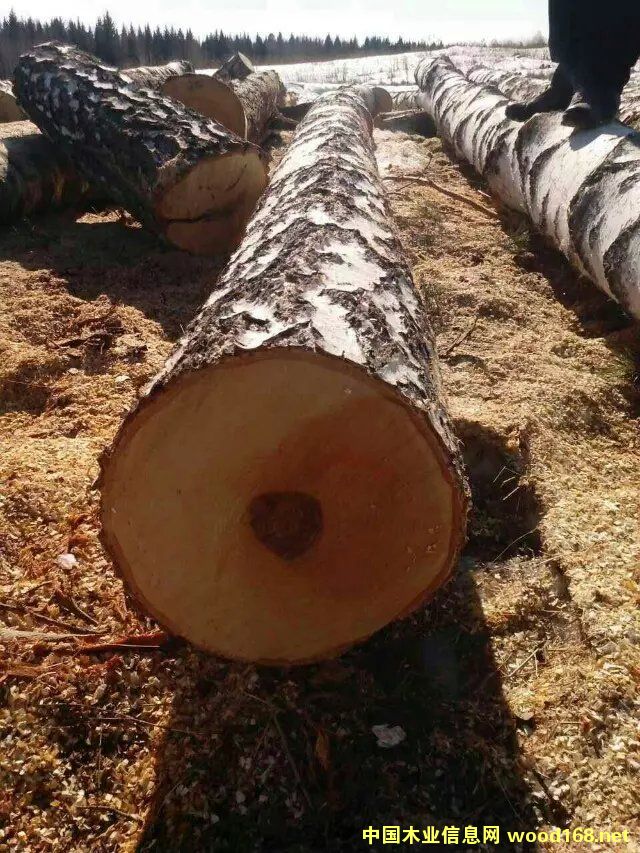 薄皮白樺原木的詳細(xì)介紹