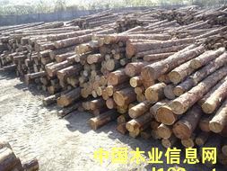 樟子松的詳細(xì)介紹