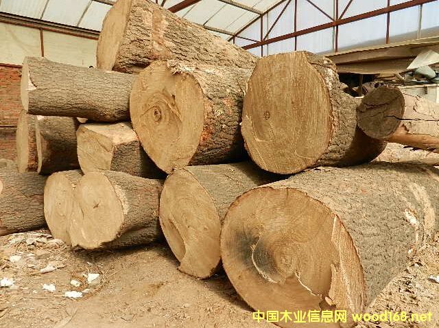 杉原木的詳細介紹