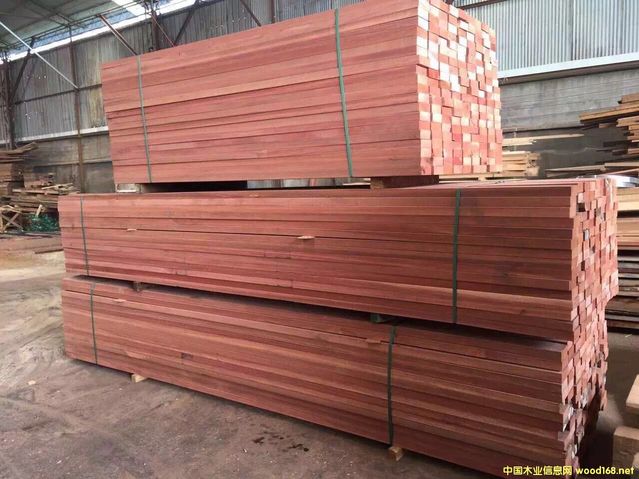 銀口木的詳細(xì)介紹