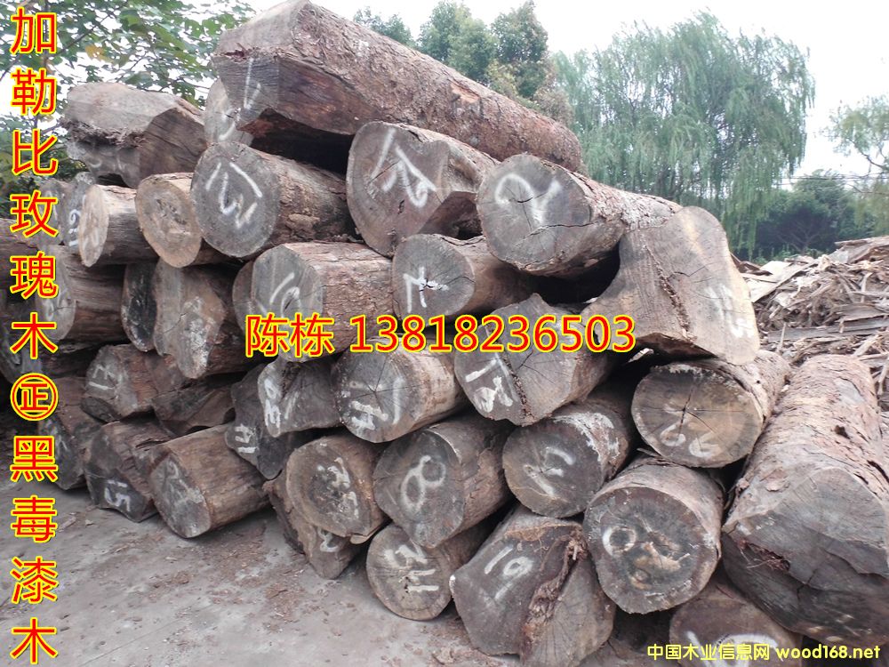 ֦ձõľzS̴ڶľ޴~SڻľԔ(x)B