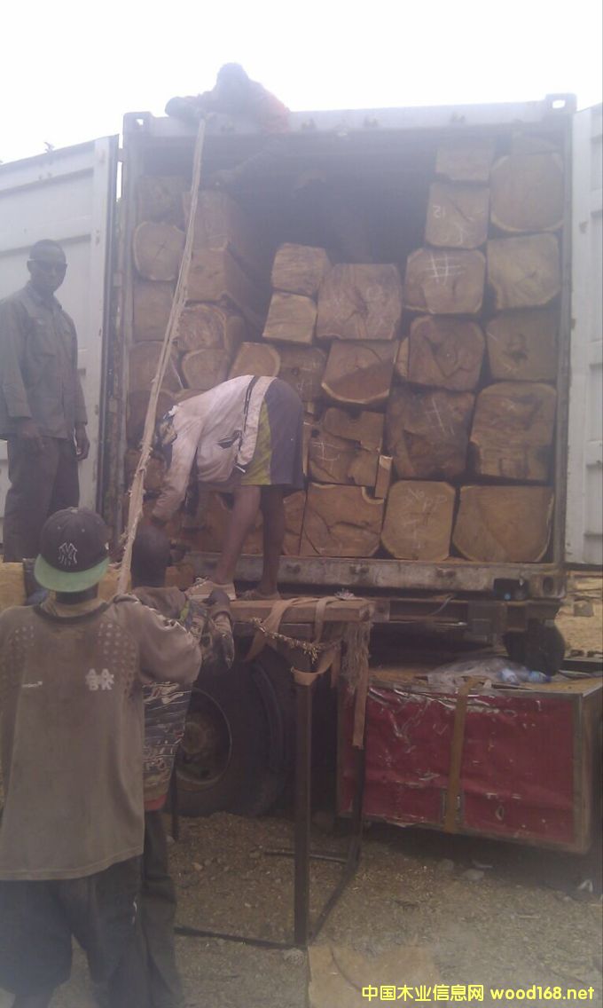 刺猬紫檀的詳細(xì)介紹