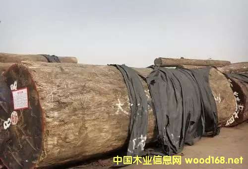 ͻϰ ľδОlΣCITES׌֮ĽY(ji)