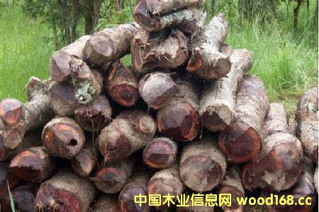 ޲ļSݡ ȁٝȁ^ֹԭľ