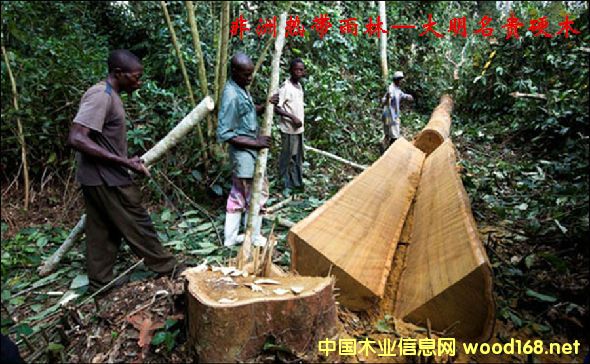 ľĘ(sh)NԔ--(sh)  ׷Qʿľ