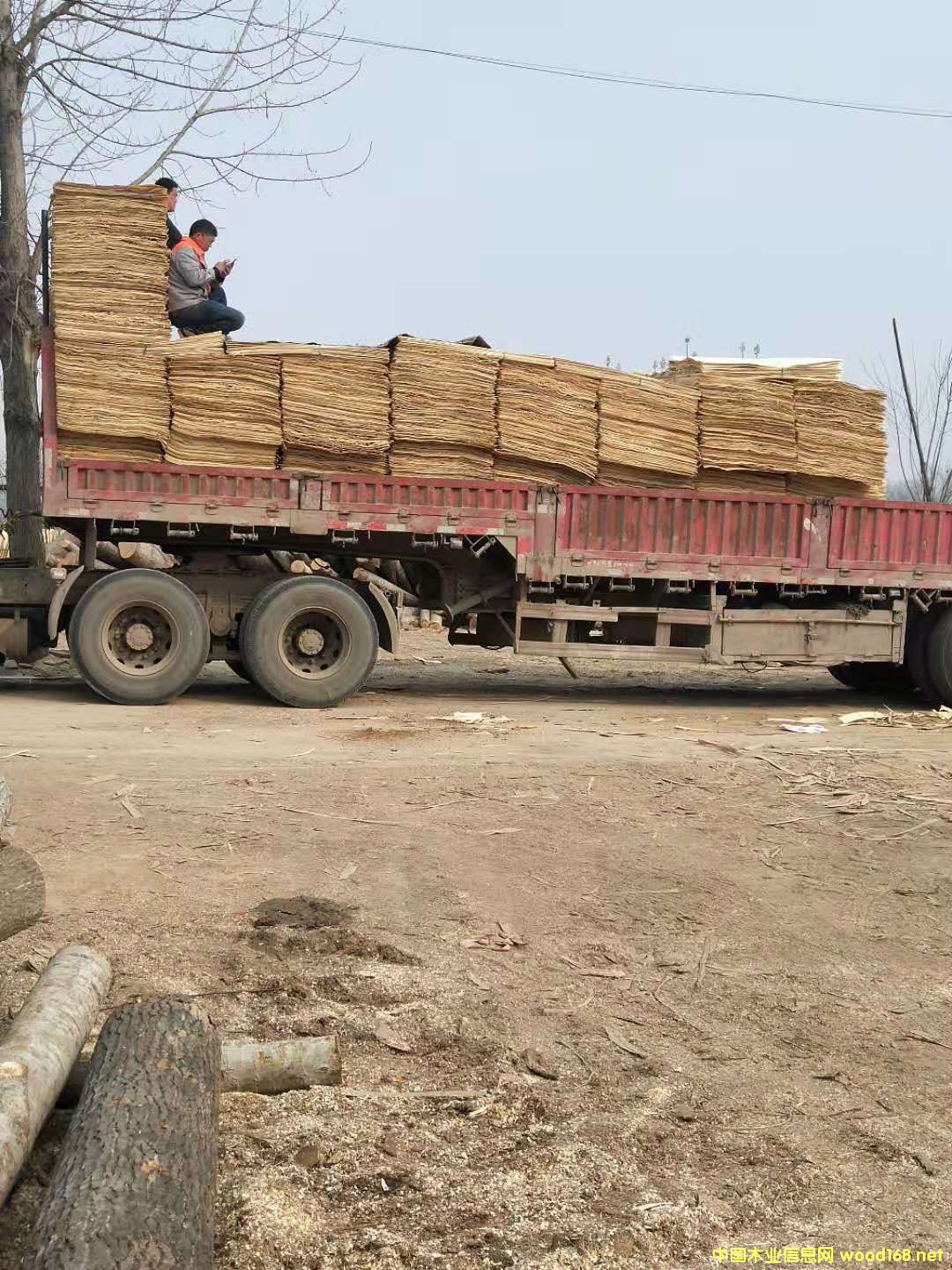 楊木皮的詳細(xì)介紹