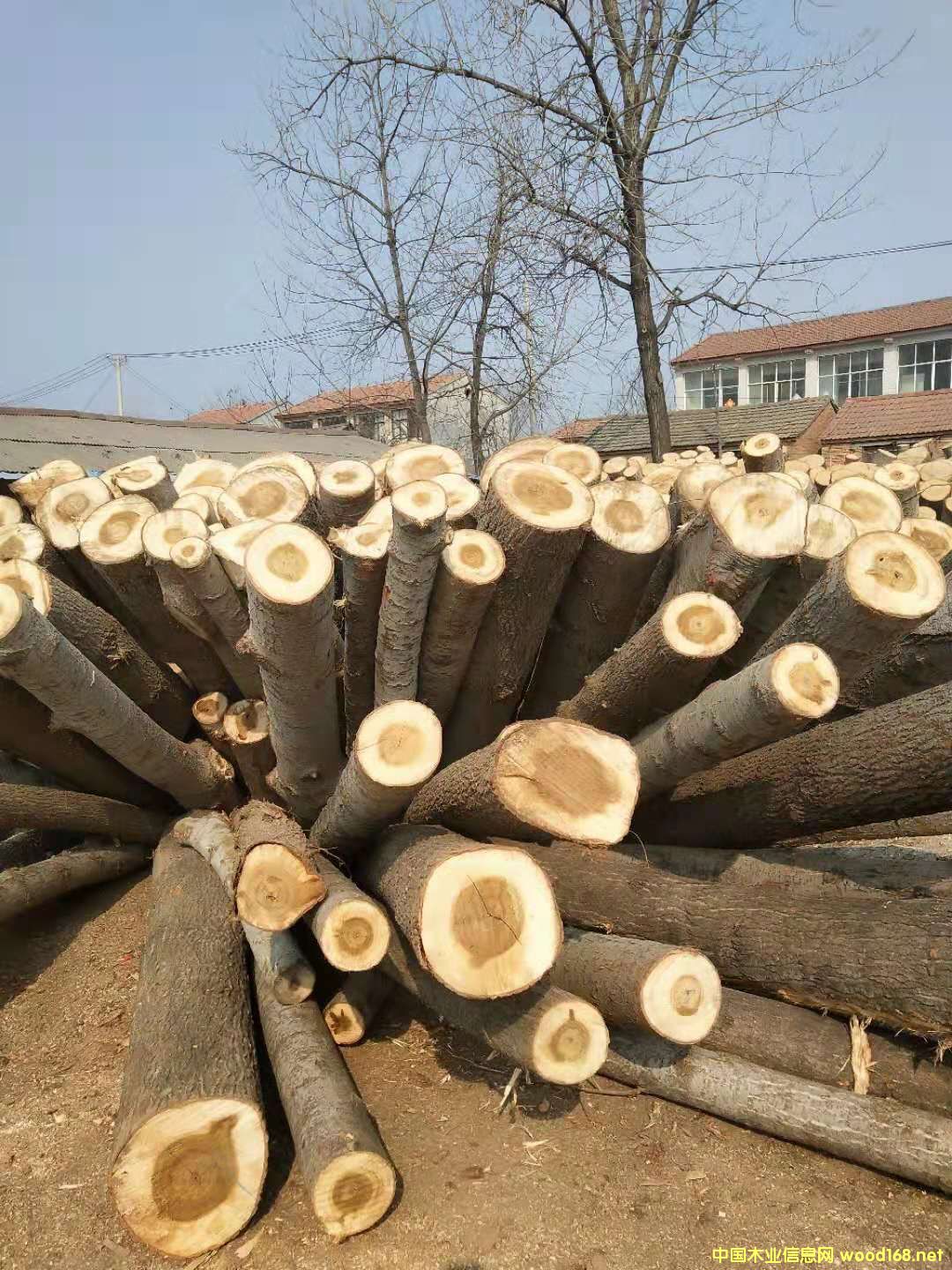 楊木皮的詳細(xì)介紹