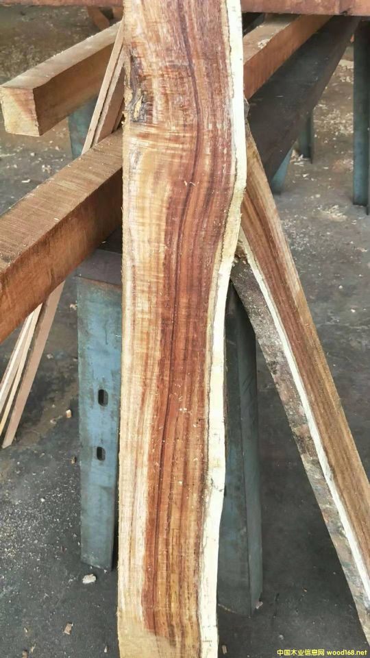 [] Lڹ(yng)~˼ľ ľACACIA