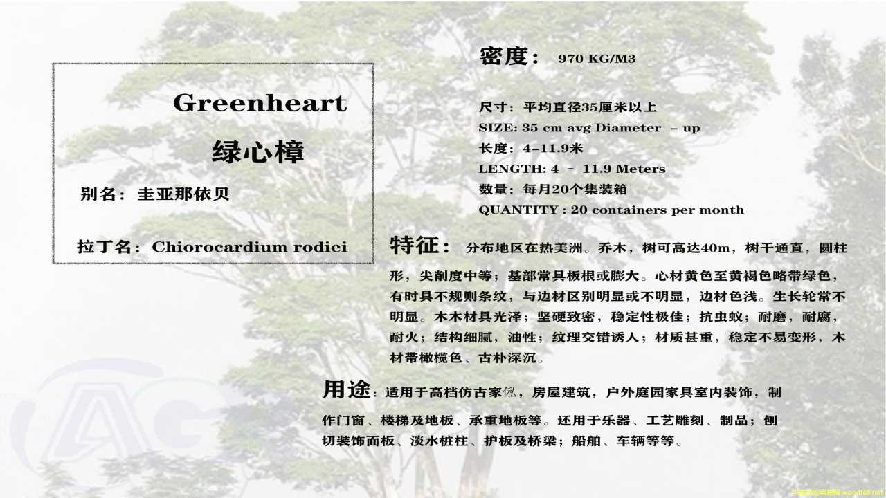 綠心樟的詳細(xì)介紹