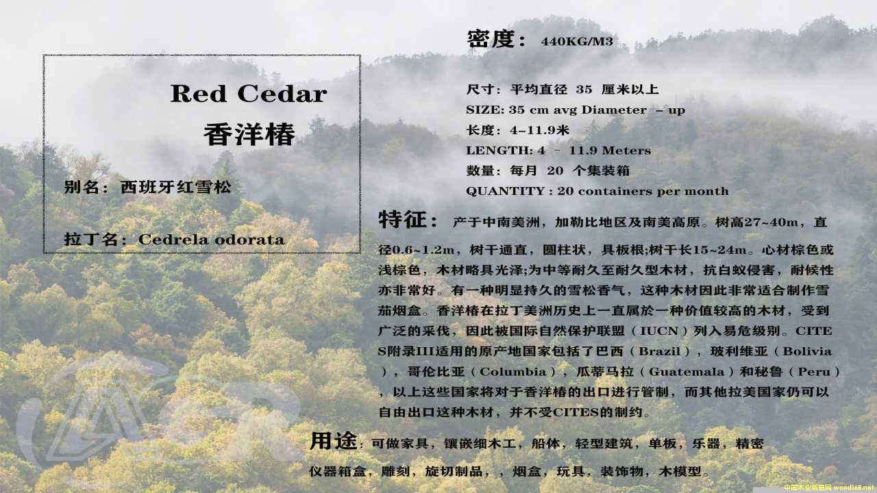 香洋椿的詳細(xì)介紹