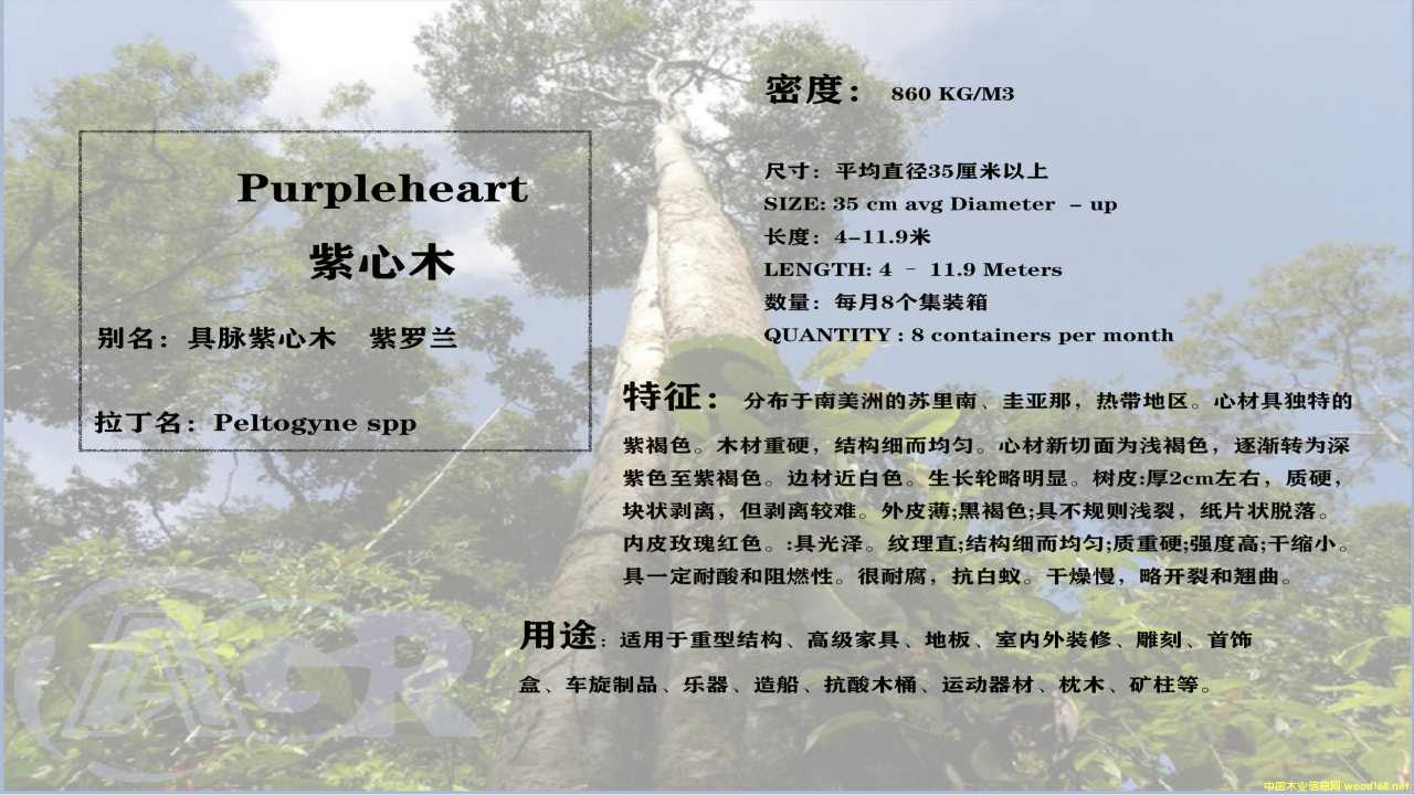 紫心木的詳細(xì)介紹